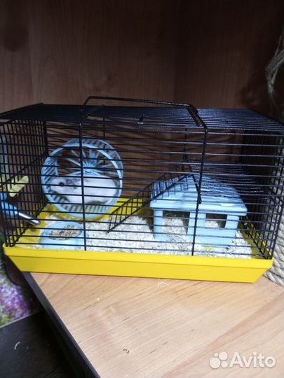 Джунгарский хомяк девочка