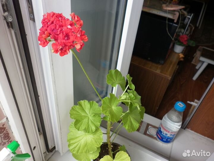 Герань, кроссандра