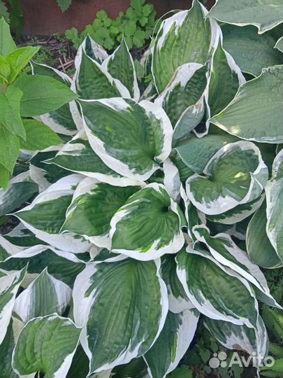 Саженцы хосты