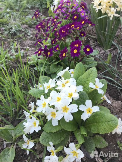 Рассада цветов