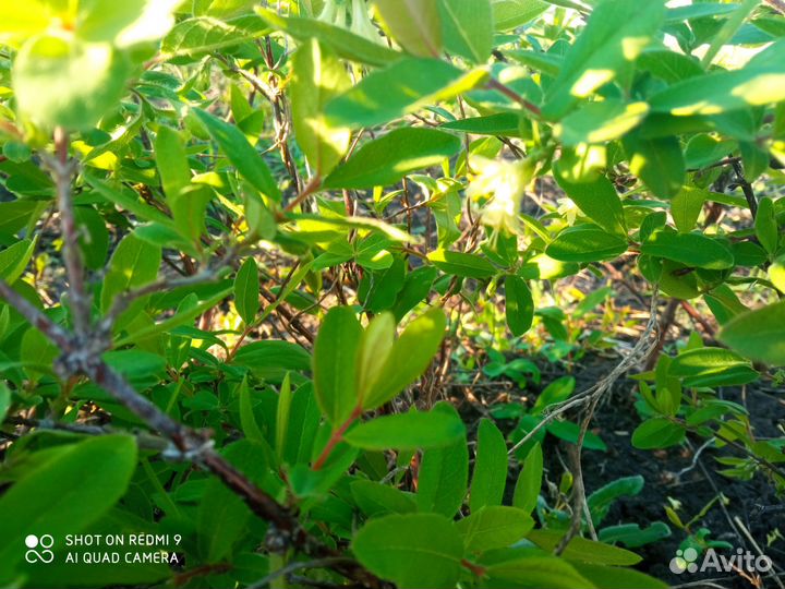 Жимолость бакчарские сорта100%+канадские сорта