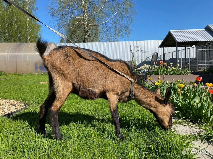 Продажа дойных коз