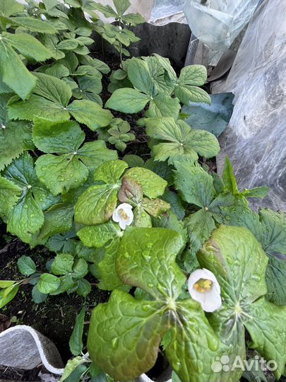 Подофиллум щитовидный