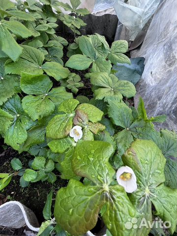 Подофиллум щитовидный