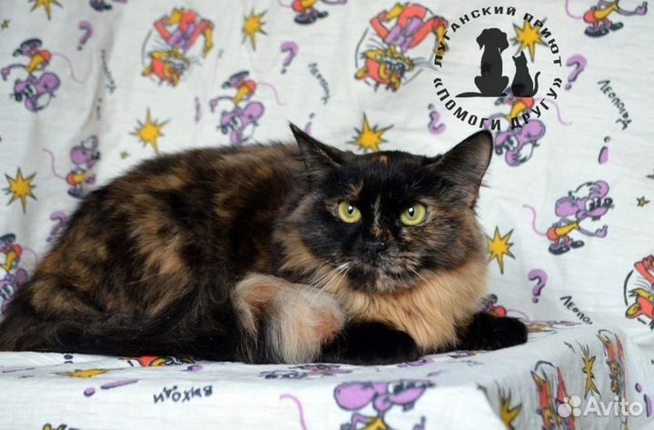 Боня ищет дом