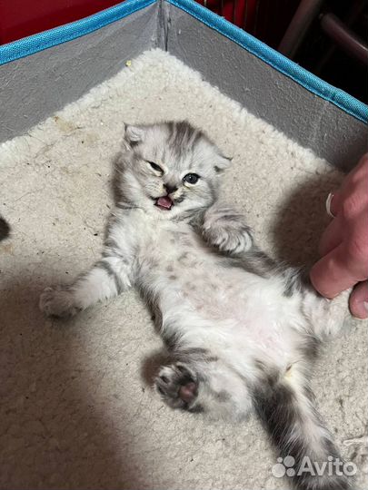 Шотландские шиншиллы котята