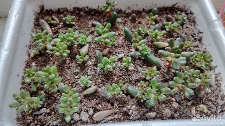 Суккулент седум рубротинктум