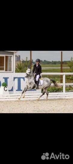 Продам уэльскую пони кобылу