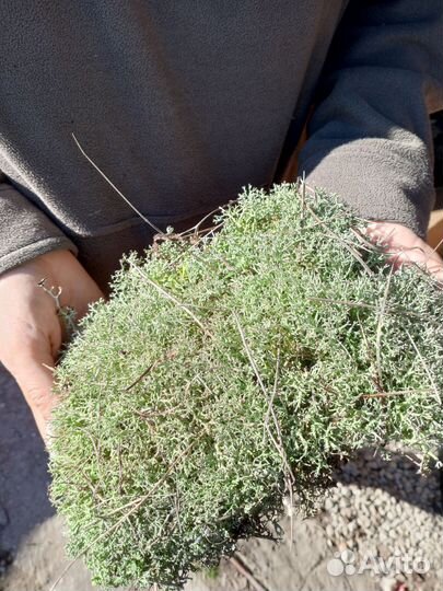 Мох цетрария