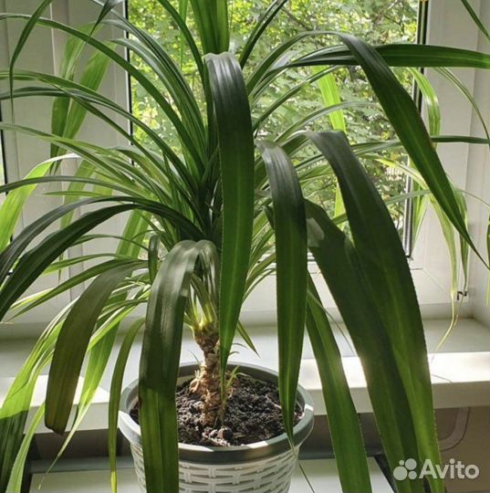 Пальма панданус