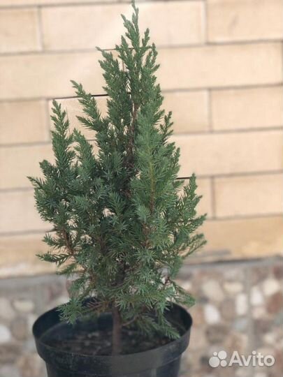 Можжевельник китайский Стрикта