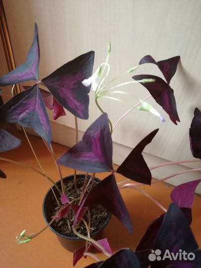 Кислица, Оксалис