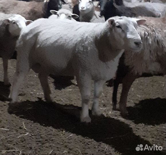 Бараны тексель