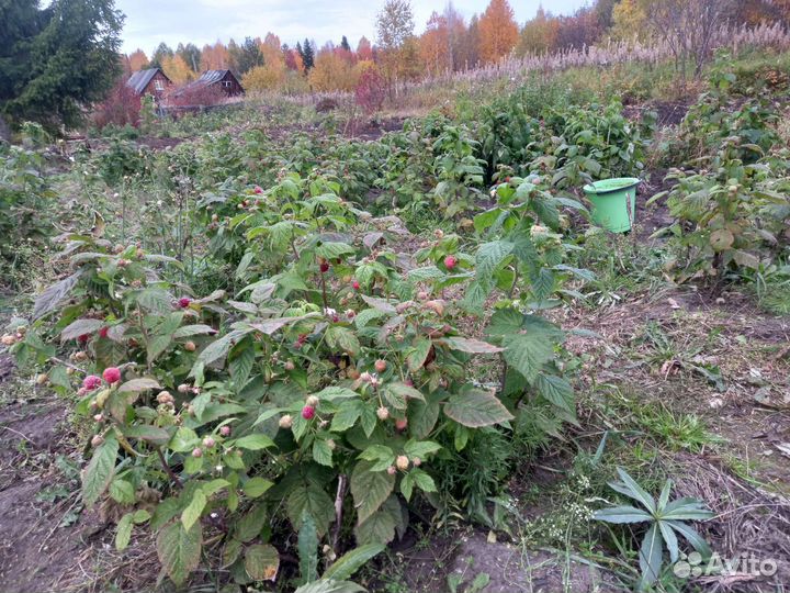 Саженцы малины растет деревом