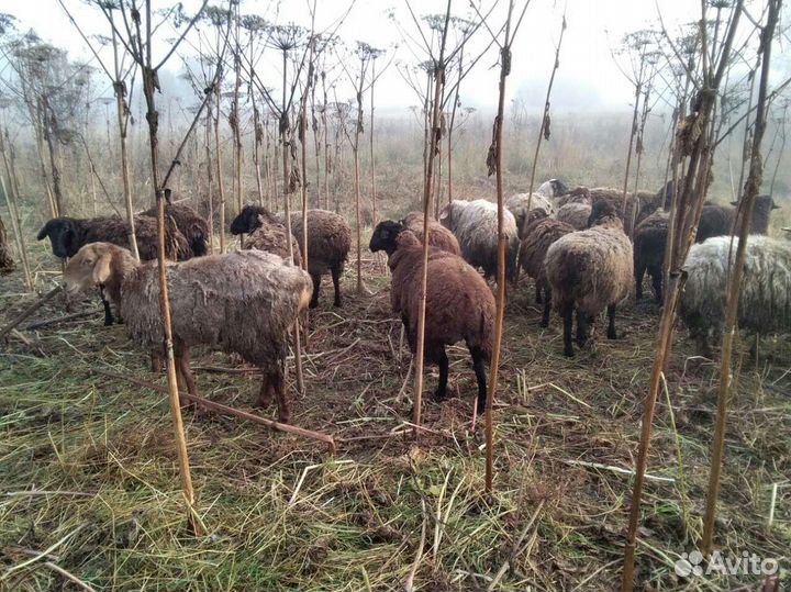 Бараны эдильбаевские курдючные