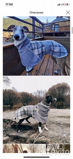 Новые попоны для собак