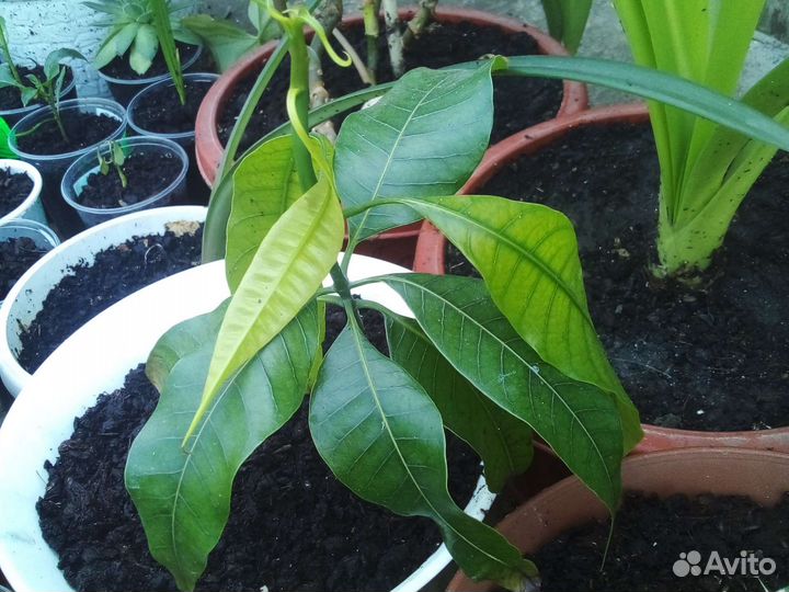 Комнатные растения цветы много разные