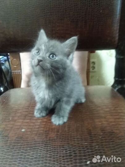 Отдам в добрые руки