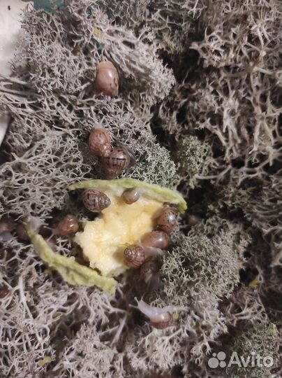 Улитки ахатины