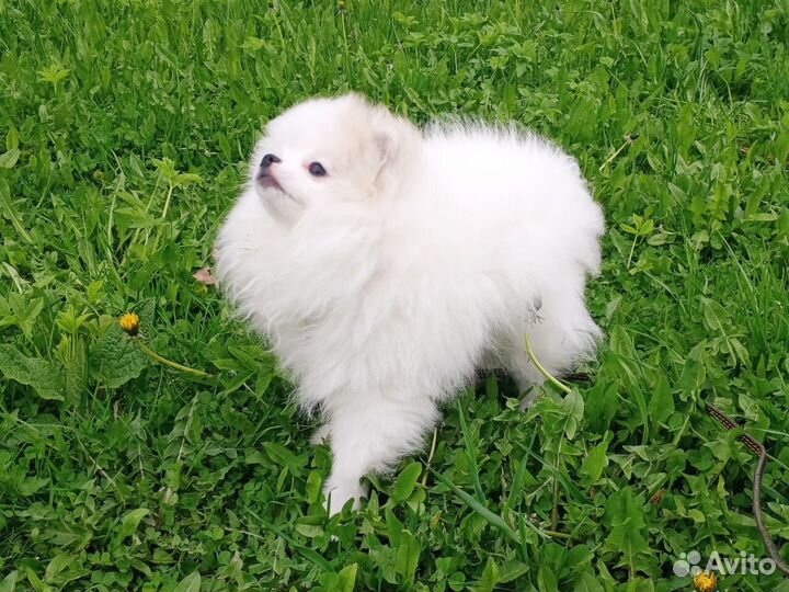 Щенки шпица