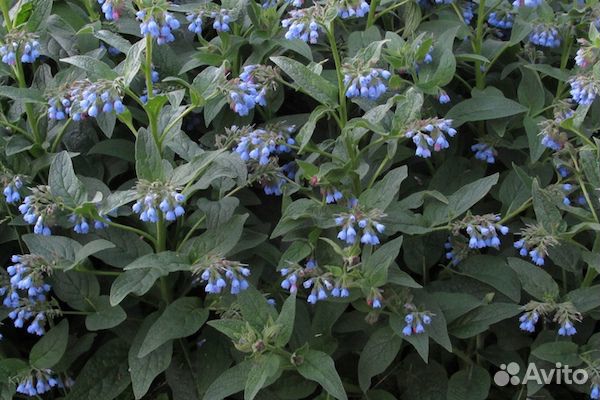 Бересклеты, Сныть, Золотарник, Окопник