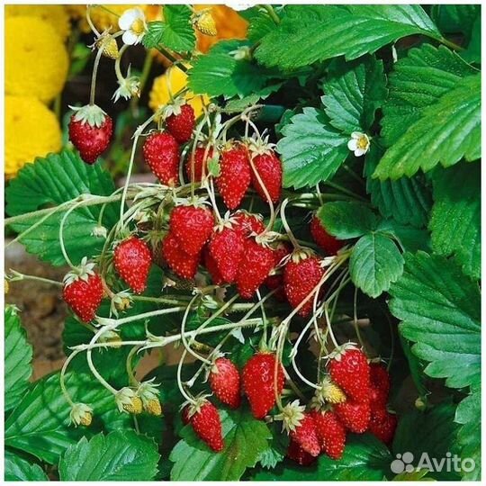 Земляника садовая безусая ремонтантная сортовая