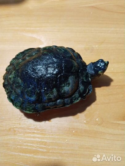 Красноухая черепаха