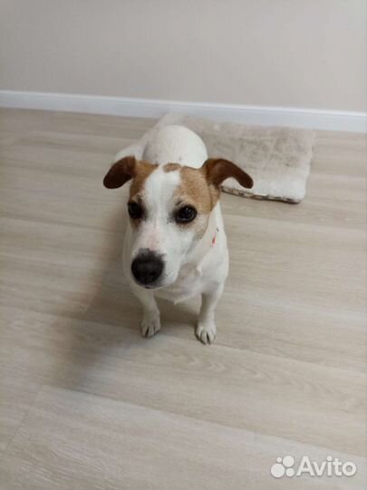 Джек Рассел терьер бесплатно