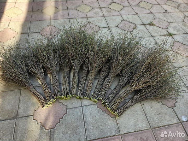 Веники челиговые