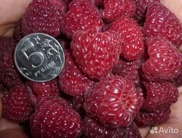 Саженцы сладкой, ароматной малины и ежевики