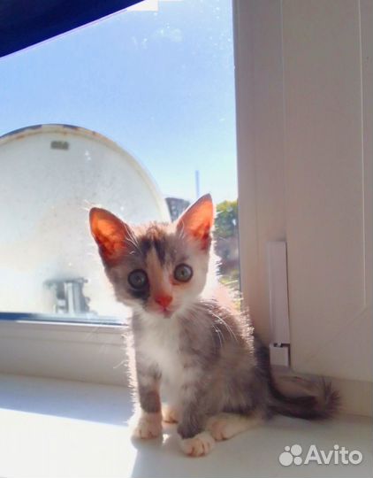 Котенок в добрые руки