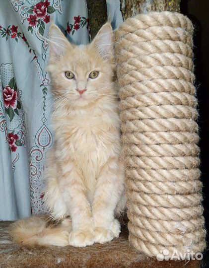 Котята Мейн-кун