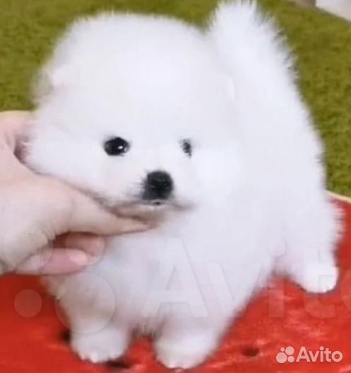 Шпиц микро мини помчики