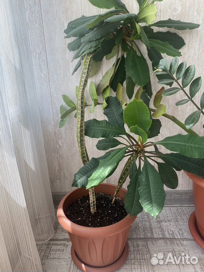 Цветок Счастья - Молочай