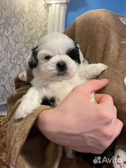 Щенки щитцу