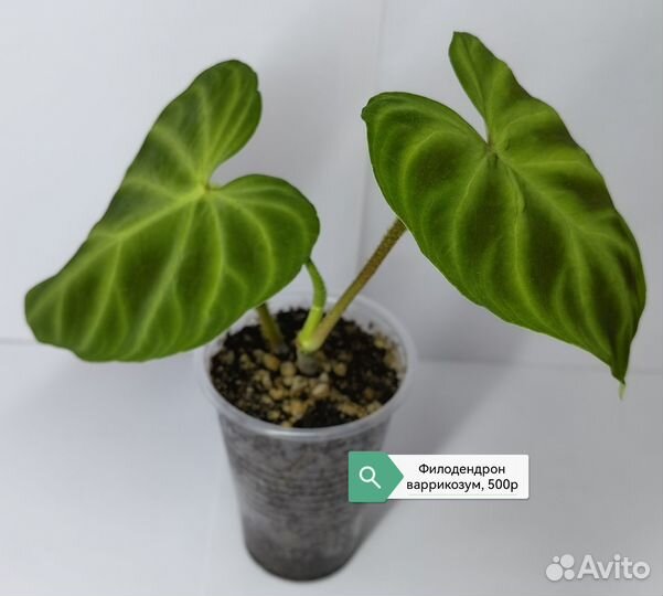 Филодендроны