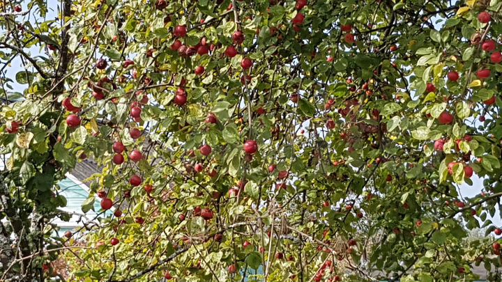 Участок 6 сот. (СНТ, ДНП)