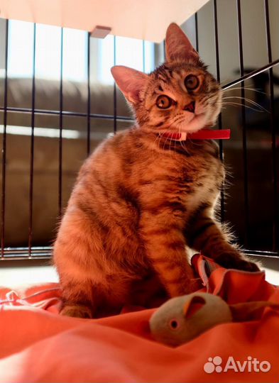 Кошка девочка в добрые руки