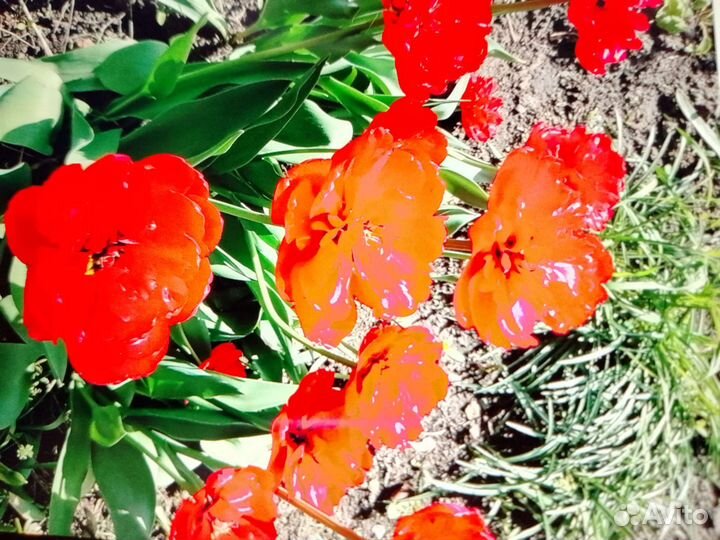 Садовые цветы