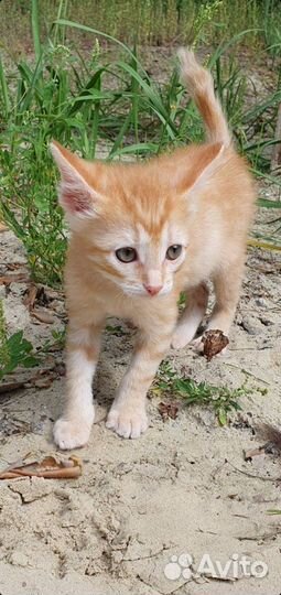 Отдадим рыжыков в добрые руки