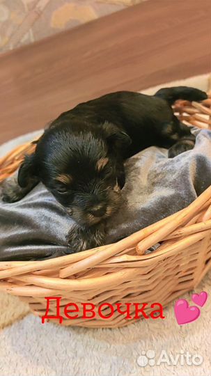 Щенки йорка