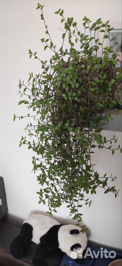 Каллизия желтая