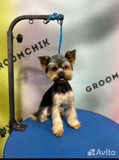 Груминг собак с выездом на дом