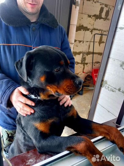 Ротвейлер ждёт даму в первый раз)