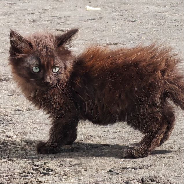 Котёнок в добрые руки