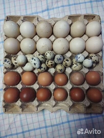 Инкубационное яйцо утки перепел кур маран