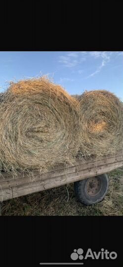 Сено
