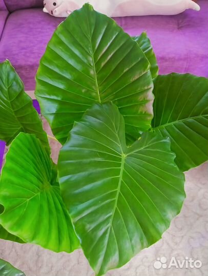 Алоказия Регал шилдс и Одора, клубни