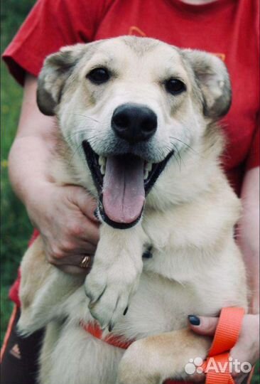 Собака в добрые руки