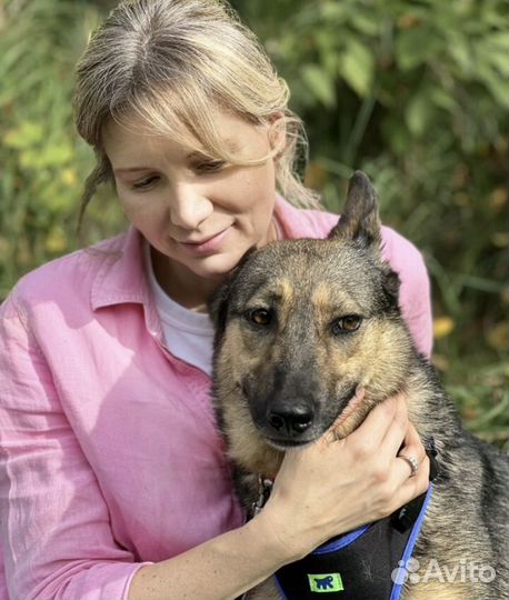 Нежная собака из приюта Тося ищет дом